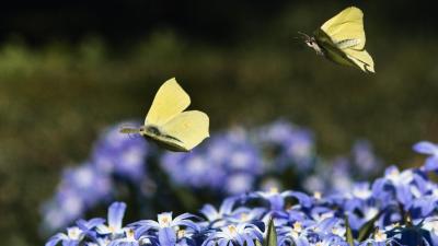 Paseo con mariposas